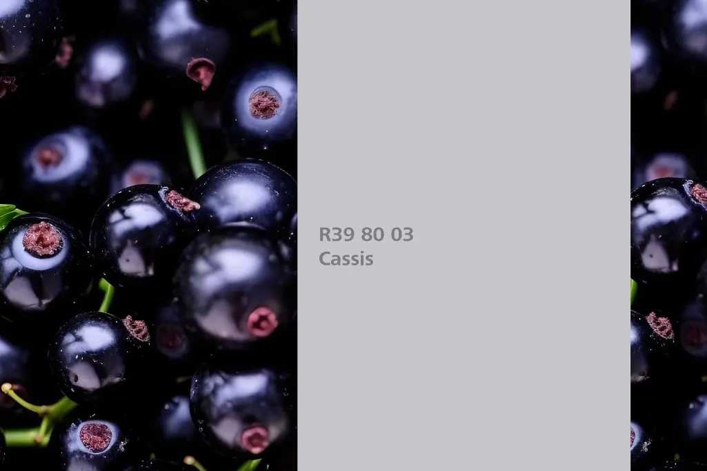 Barvni odtenek Cassis, barvilna rastlina črni ribez Ribes Nigrum, stenske barve Sto