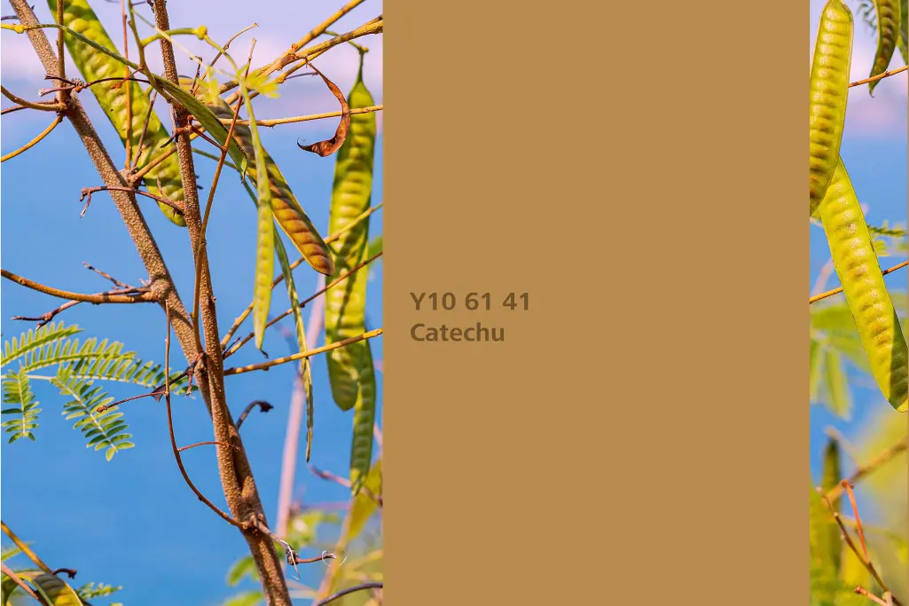 Barvni odtenek Catechu, barvilna rastlina akacija (Senegalia catechu)