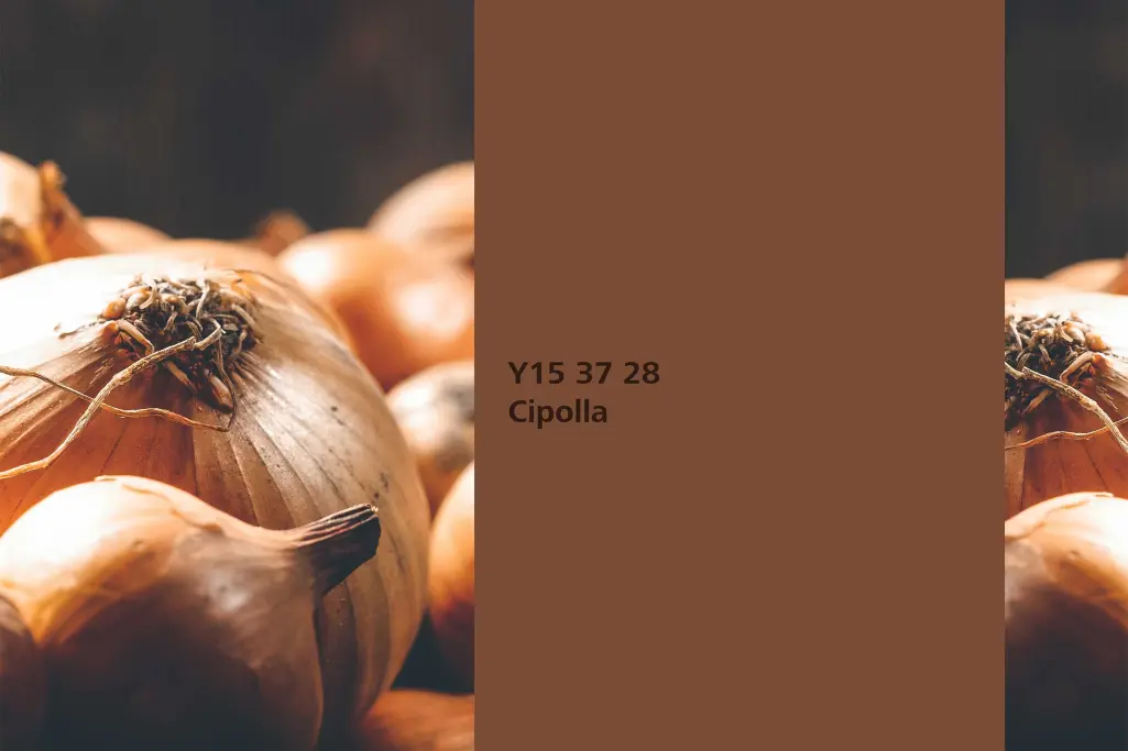 Barvni odtenek Cipolla, barvilna rastlina čebula (Allium cepa), barvna paleta stenskih barv Sto