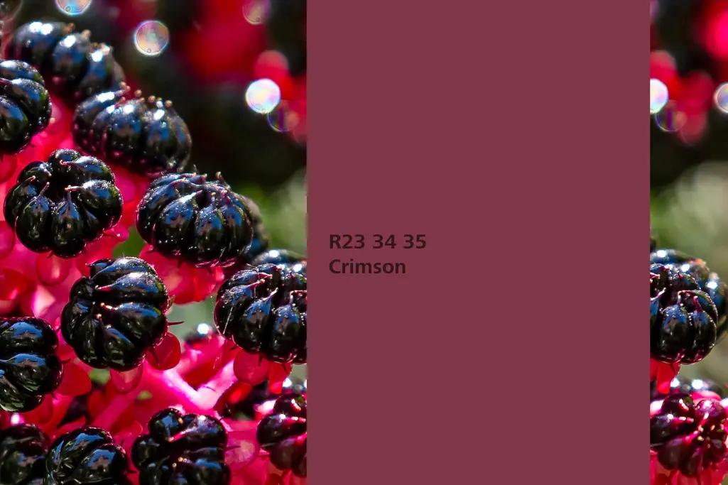 Barvni odtenek Crimson, barvilna rastlina barvilnica 