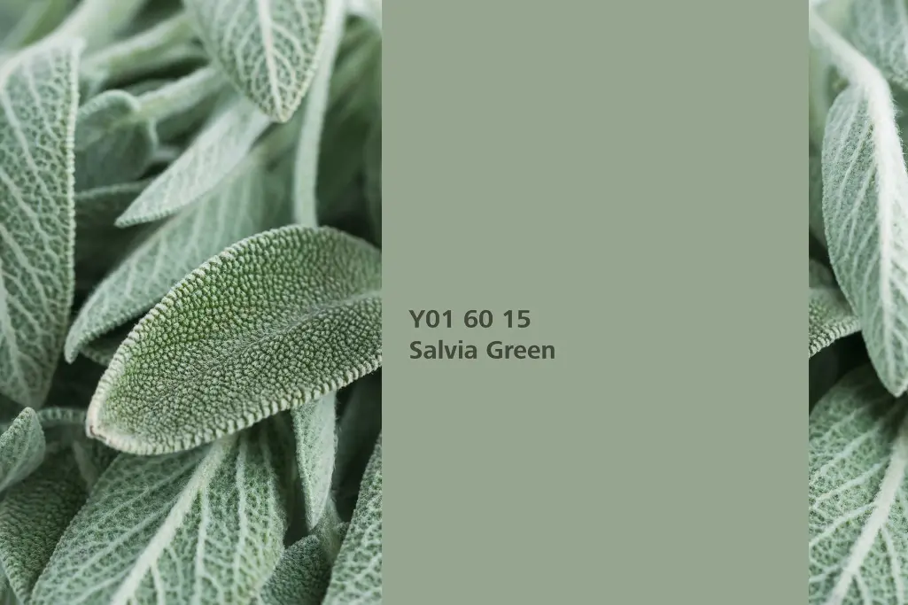 Barvni odtenek Salvia Green, barvilna rastlina navadni žajbelj, barvna paleta Sto Interior Colors 24