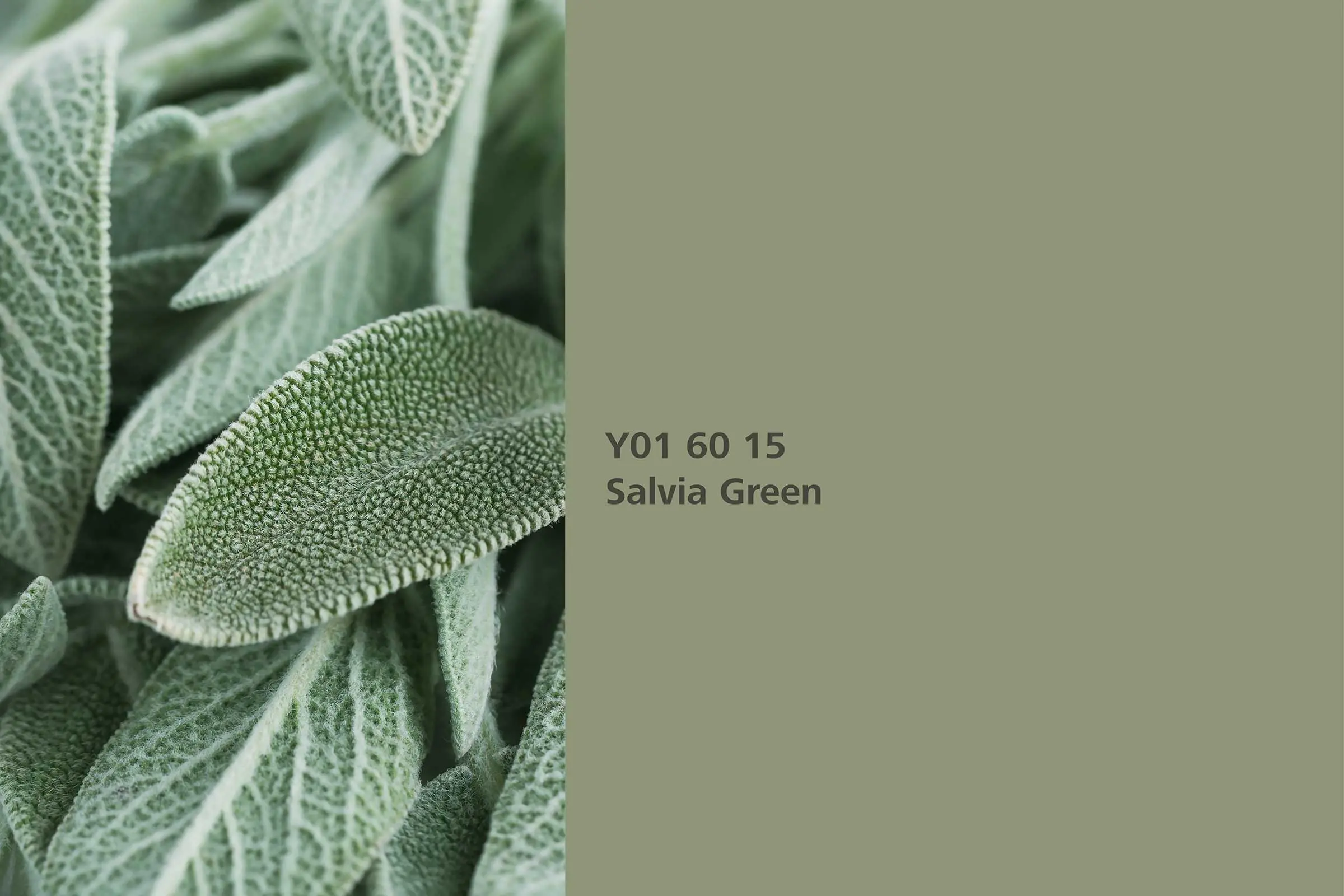 Interior Colors 24+: barvni odtenek Salvia Green (žajbljevo zelena) iz navadnega žajblja