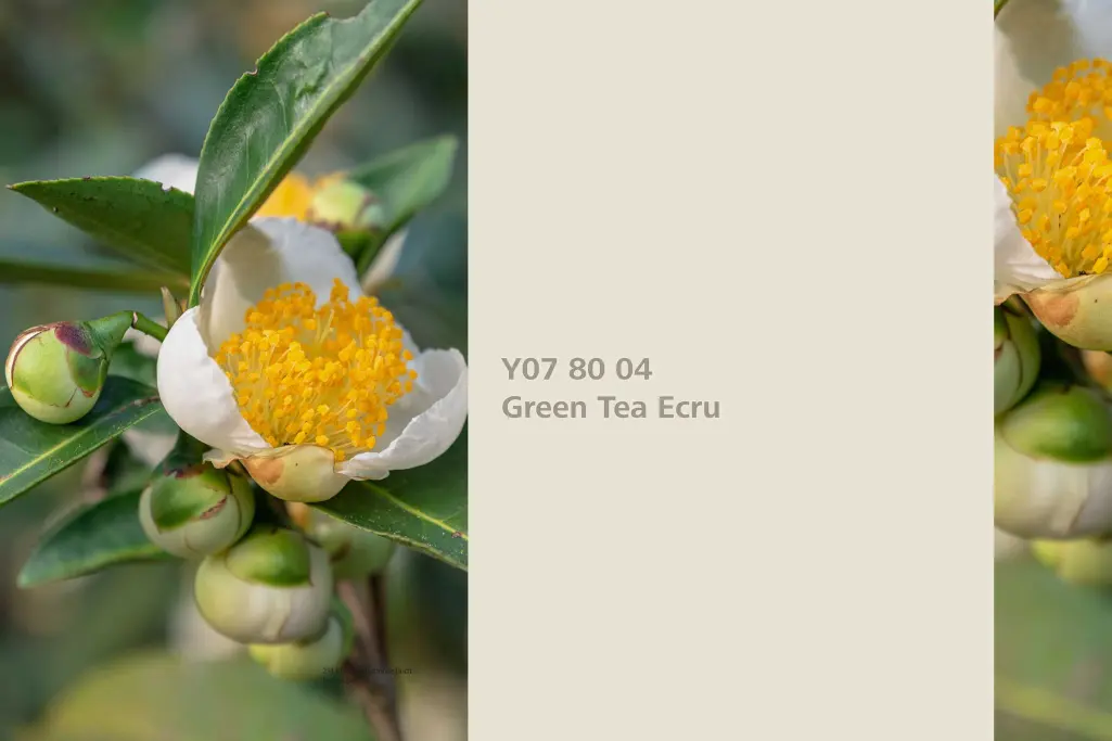 Barvilna rastlina čajevca Camellia, barvna paleta stenskih barv Sto Interior Colors 24+