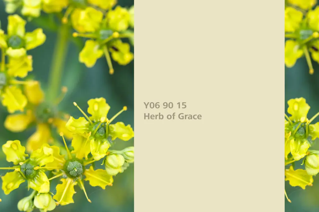 Barvni odtenek Herb of Grace, barvilna rastlina navadna vinska rutica, barvna paleta stenskih barv S