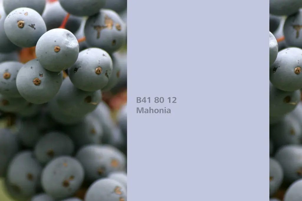 Barvni odtenek Mahonia, barvilna rastlina mahonija, barvna paleta stenskih barv Sto