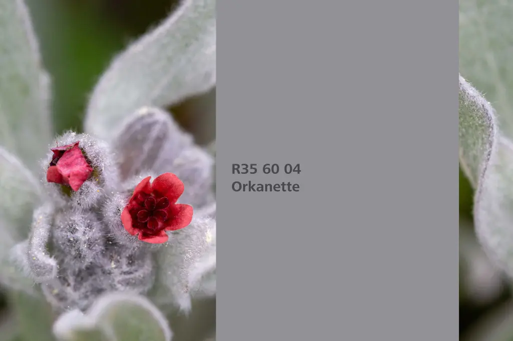 Barvni odtenek Orkanette, barvilna rastlina barvilna alkana, barvna paleta stenskih barv Sto