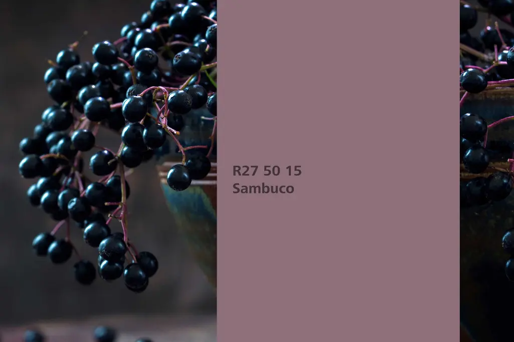 Interior Colors 24+, barvni odtenek Sambuco, barvilna rastlina črni bezeg