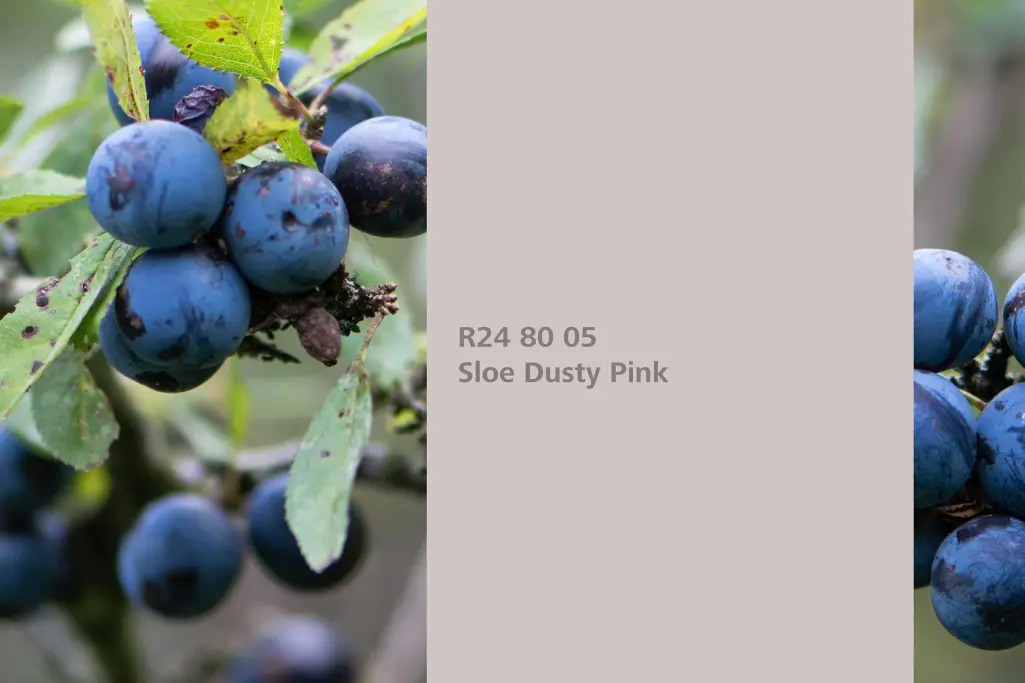 Barvni odtenek Sloe Dusty Pink, barvilna rastlina črni trn/oparnica, barvna paleta stenskih barv Sto